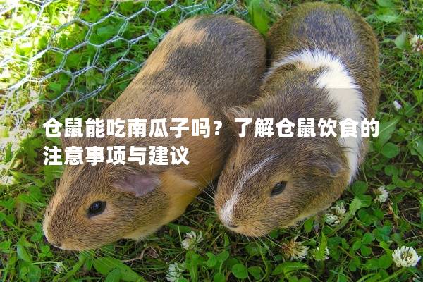 仓鼠能吃南瓜子吗？了解仓鼠饮食的注意事项与建议