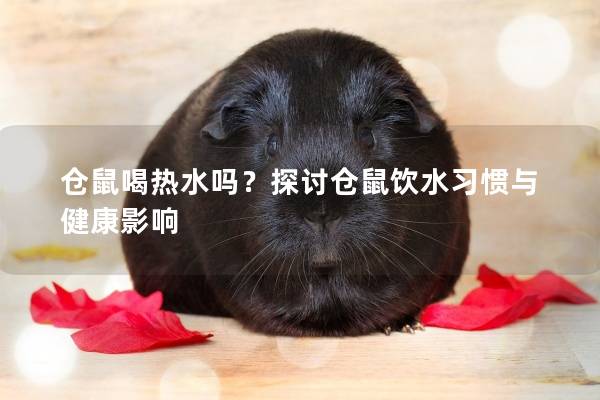 仓鼠喝热水吗？探讨仓鼠饮水习惯与健康影响