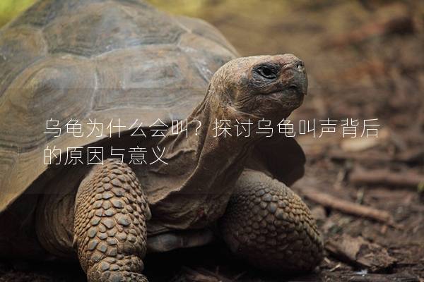 乌龟为什么会叫？探讨乌龟叫声背后的原因与意义