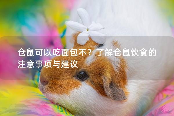 仓鼠可以吃面包不？了解仓鼠饮食的注意事项与建议