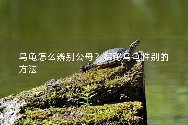 乌龟怎么辨别公母？探秘乌龟性别的方法