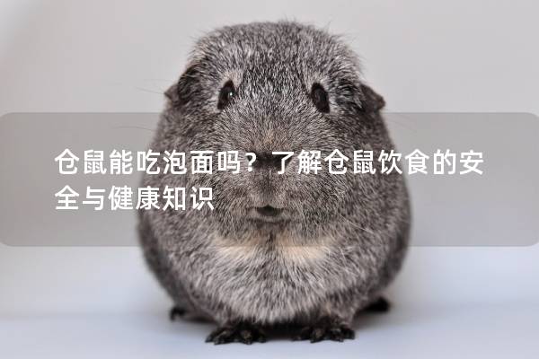 仓鼠能吃泡面吗？了解仓鼠饮食的安全与健康知识