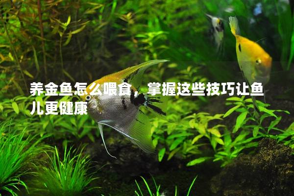 养金鱼怎么喂食，掌握这些技巧让鱼儿更健康