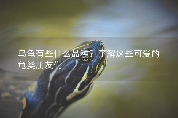 乌龟有些什么品种？了解这些可爱的龟类朋友们