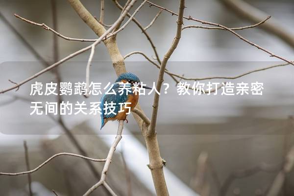 虎皮鹦鹉怎么养粘人？教你打造亲密无间的关系技巧