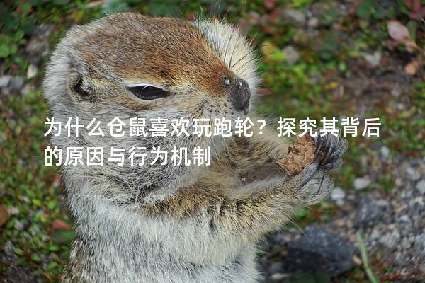 为什么仓鼠喜欢玩跑轮？探究其背后的原因与行为机制