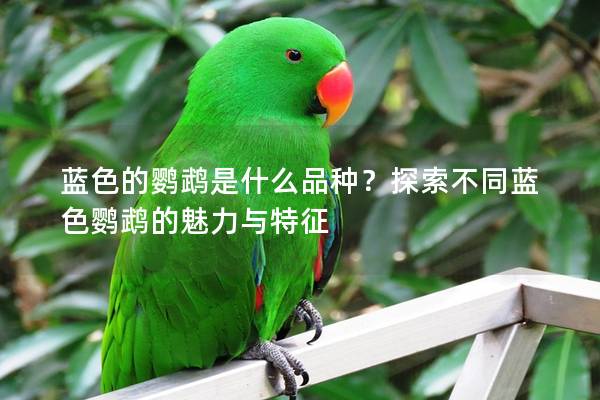 蓝色的鹦鹉是什么品种？探索不同蓝色鹦鹉的魅力与特征
