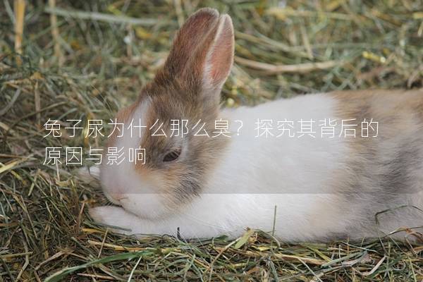 兔子尿为什么那么臭？探究其背后的原因与影响