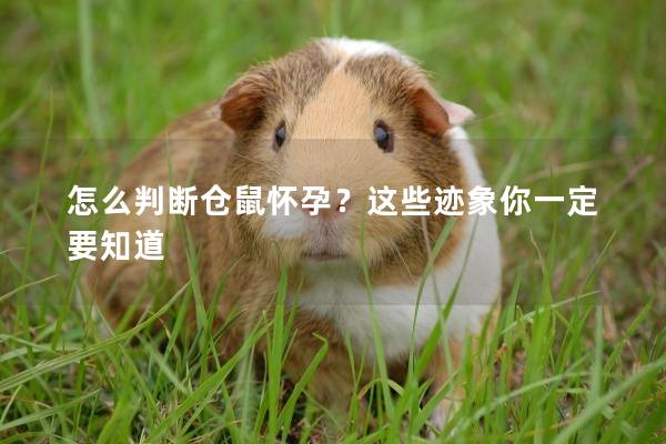 怎么判断仓鼠怀孕？这些迹象你一定要知道