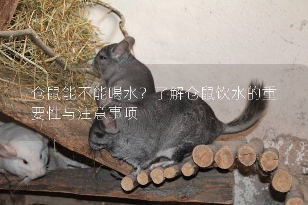 仓鼠能不能喝水？了解仓鼠饮水的重要性与注意事项