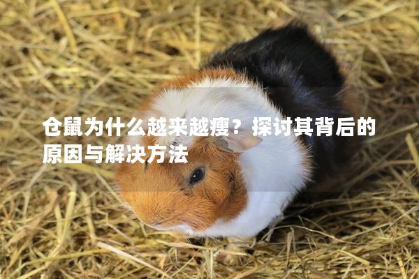仓鼠为什么越来越瘦？探讨其背后的原因与解决方法