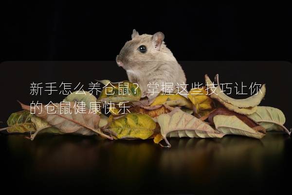 新手怎么养仓鼠？掌握这些技巧让你的仓鼠健康快乐