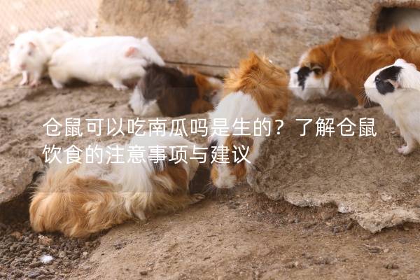 仓鼠可以吃南瓜吗是生的？了解仓鼠饮食的注意事项与建议