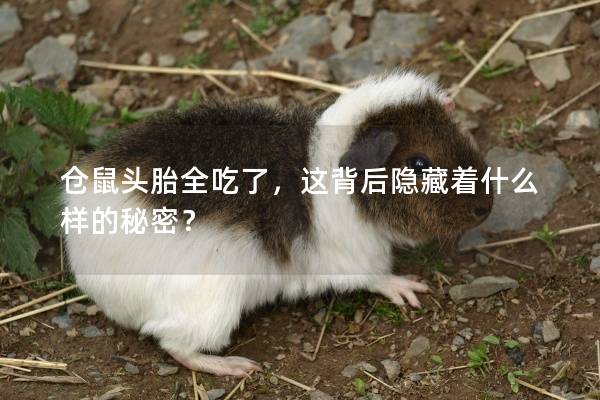 仓鼠头胎全吃了，这背后隐藏着什么样的秘密？