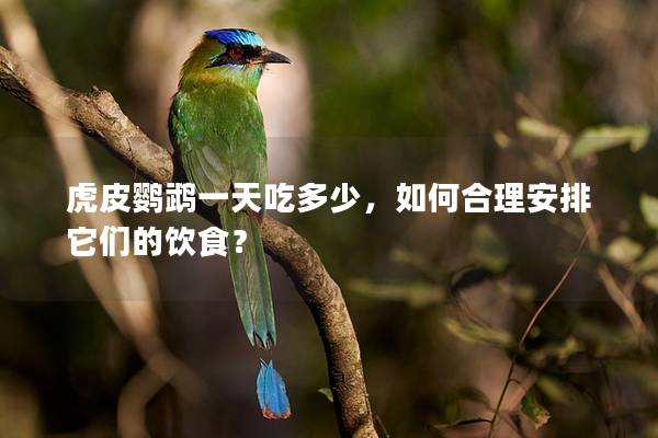 虎皮鹦鹉一天吃多少，如何合理安排它们的饮食？