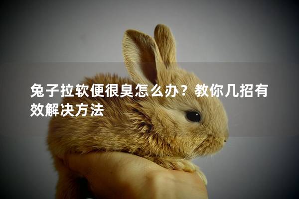 兔子拉软便很臭怎么办？教你几招有效解决方法