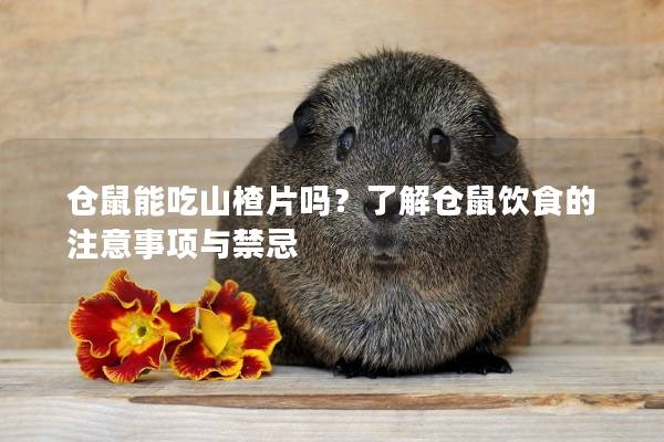 仓鼠能吃山楂片吗？了解仓鼠饮食的注意事项与禁忌