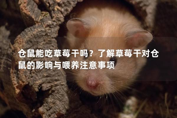 仓鼠能吃草莓干吗？了解草莓干对仓鼠的影响与喂养注意事项