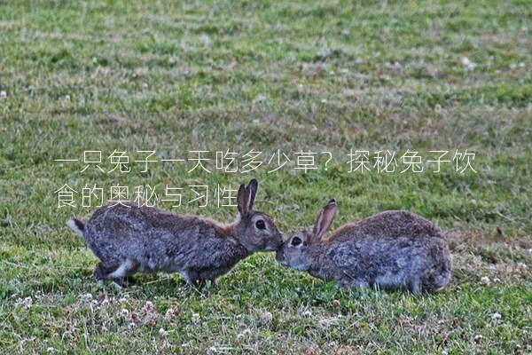 一只兔子一天吃多少草？探秘兔子饮食的奥秘与习性