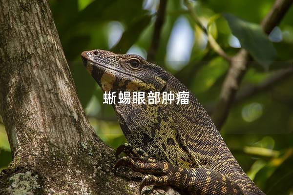 蜥蜴眼部肿瘤