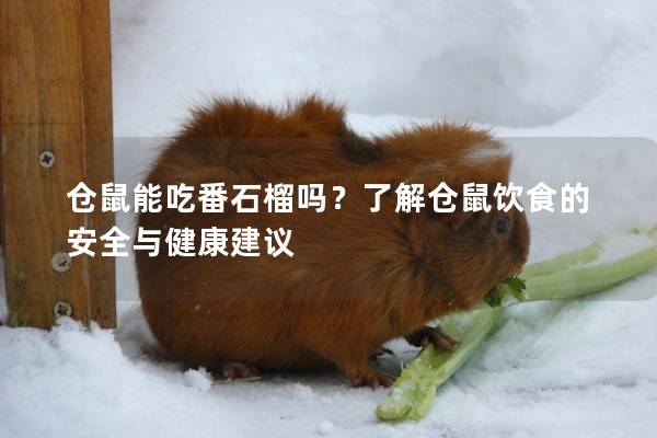 仓鼠能吃番石榴吗？了解仓鼠饮食的安全与健康建议