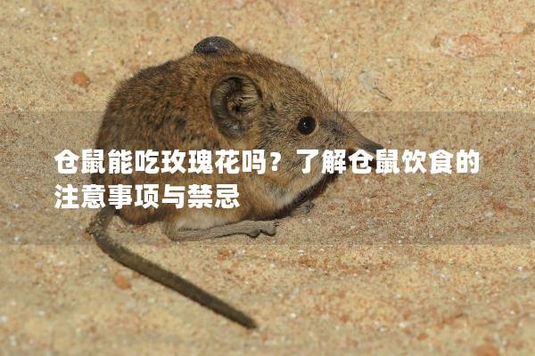 仓鼠能吃玫瑰花吗？了解仓鼠饮食的注意事项与禁忌