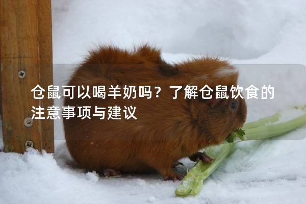 仓鼠可以喝羊奶吗？了解仓鼠饮食的注意事项与建议