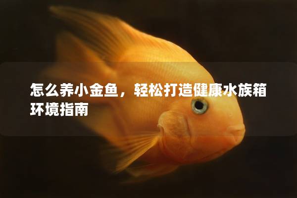 怎么养小金鱼，轻松打造健康水族箱环境指南