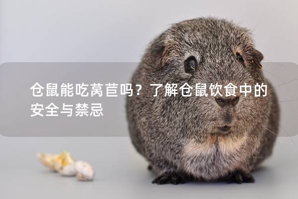 仓鼠能吃莴苣吗？了解仓鼠饮食中的安全与禁忌
