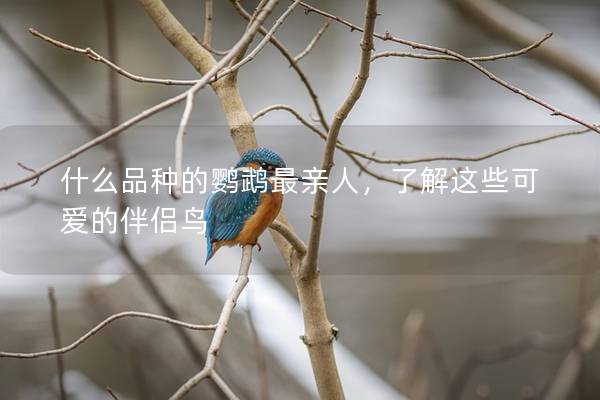 什么品种的鹦鹉最亲人，了解这些可爱的伴侣鸟