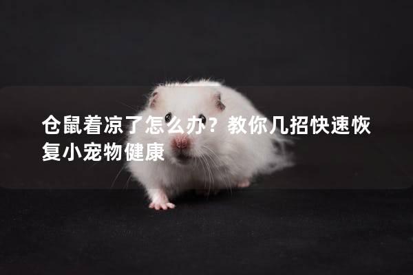 仓鼠着凉了怎么办？教你几招快速恢复小宠物健康
