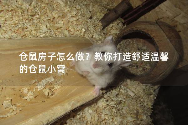仓鼠房子怎么做？教你打造舒适温馨的仓鼠小窝