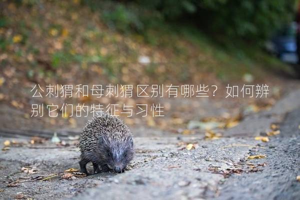 公刺猬和母刺猬区别有哪些？如何辨别它们的特征与习性