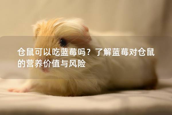 仓鼠可以吃蓝莓吗？了解蓝莓对仓鼠的营养价值与风险