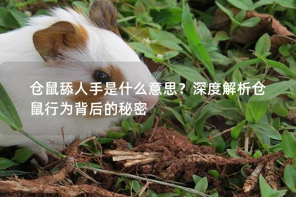 仓鼠舔人手是什么意思？深度解析仓鼠行为背后的秘密