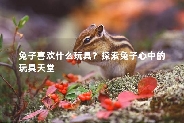 兔子喜欢什么玩具？探索兔子心中的玩具天堂