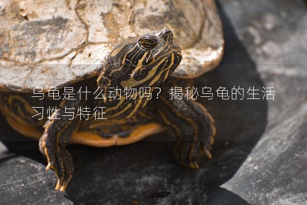 乌龟是什么动物吗？揭秘乌龟的生活习性与特征