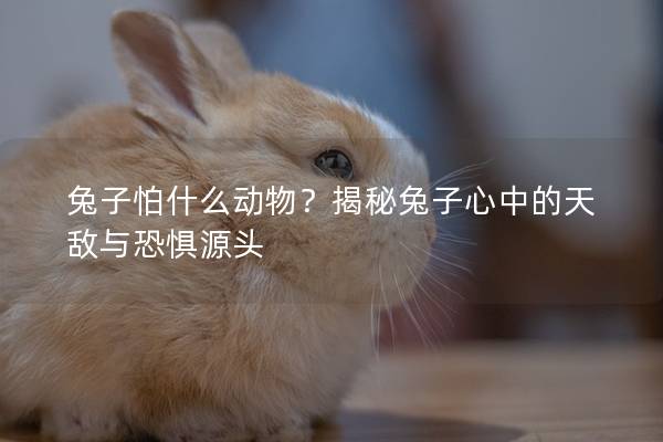 兔子怕什么动物？揭秘兔子心中的天敌与恐惧源头