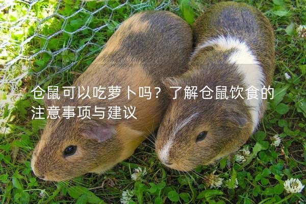 仓鼠可以吃萝卜吗？了解仓鼠饮食的注意事项与建议