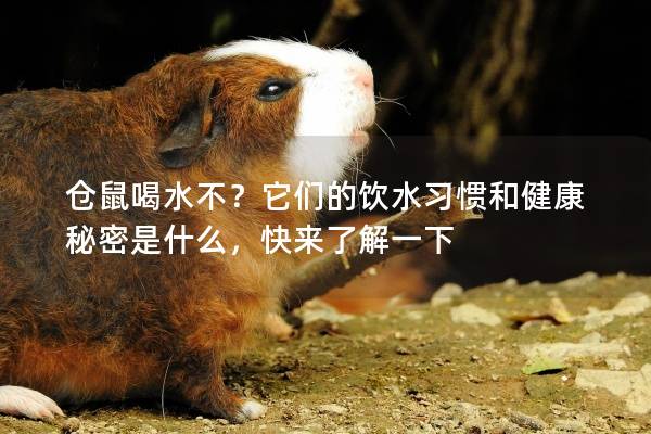 仓鼠喝水不？它们的饮水习惯和健康秘密是什么，快来了解一下