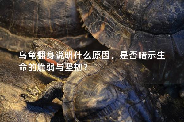 乌龟翻身说明什么原因，是否暗示生命的脆弱与坚韧？