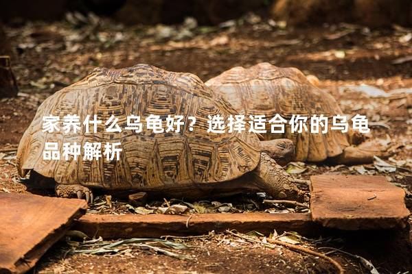 家养什么乌龟好？选择适合你的乌龟品种解析