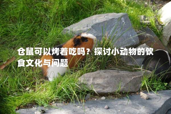 仓鼠可以烤着吃吗？探讨小动物的饮食文化与问题