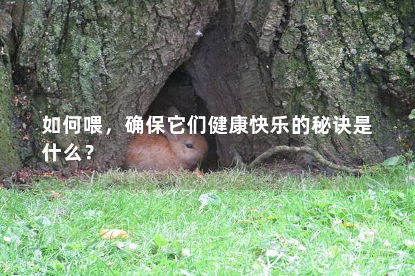 如何喂，确保它们健康快乐的秘诀是什么？