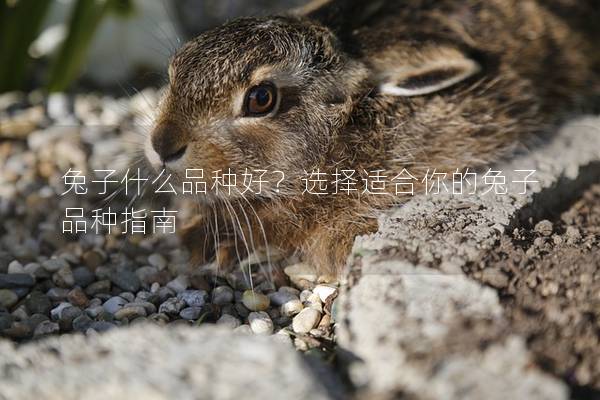 兔子什么品种好？选择适合你的兔子品种指南