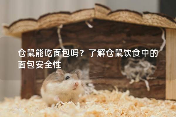 仓鼠能吃面包吗？了解仓鼠饮食中的面包安全性