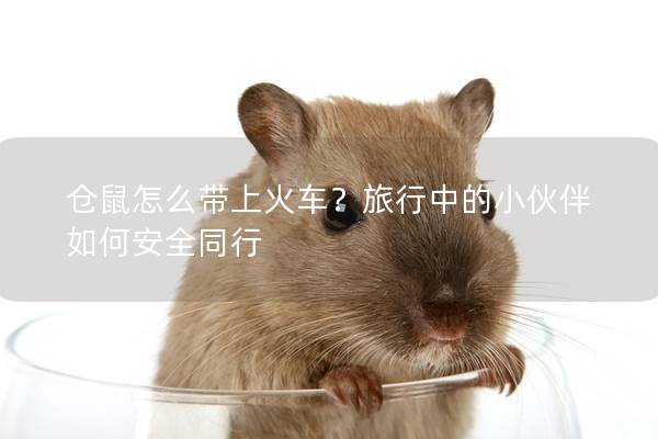 仓鼠怎么带上火车？旅行中的小伙伴如何安全同行