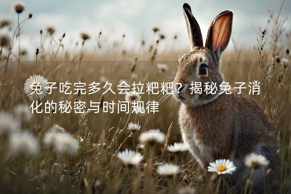 兔子吃完多久会拉粑粑？揭秘兔子消化的秘密与时间规律