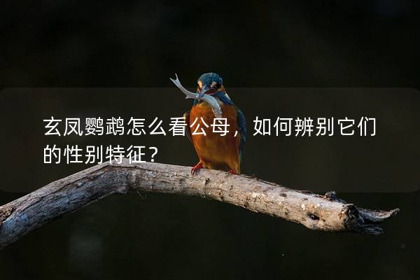 玄凤鹦鹉怎么看公母，如何辨别它们的性别特征？