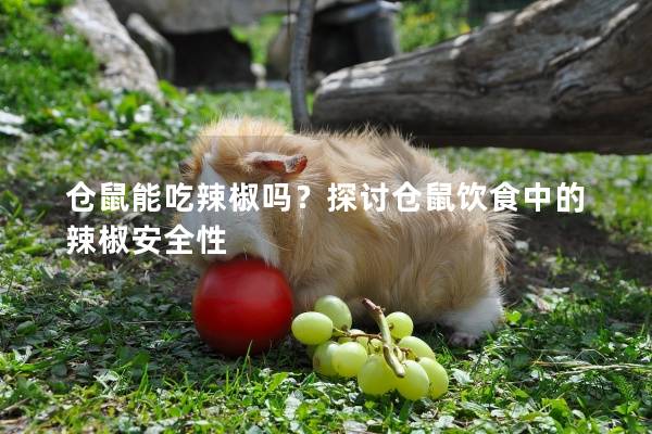 仓鼠能吃辣椒吗？探讨仓鼠饮食中的辣椒安全性